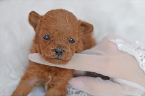 販売中の埼玉県のミックス犬-393021の6枚目