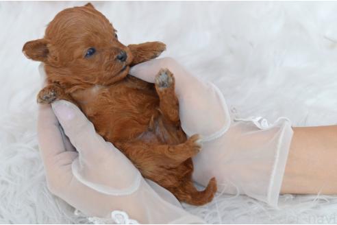 販売中の埼玉県のミックス犬-393021の5枚目