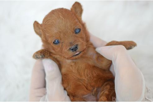 販売中の埼玉県のミックス犬-393021の4枚目