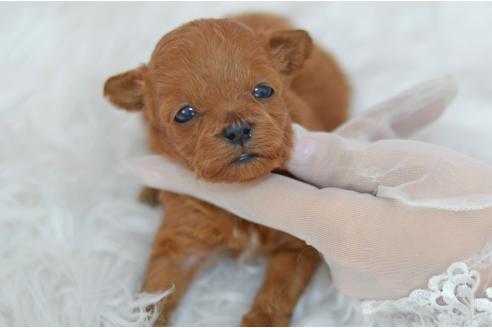 販売中の埼玉県のミックス犬-393021の2枚目