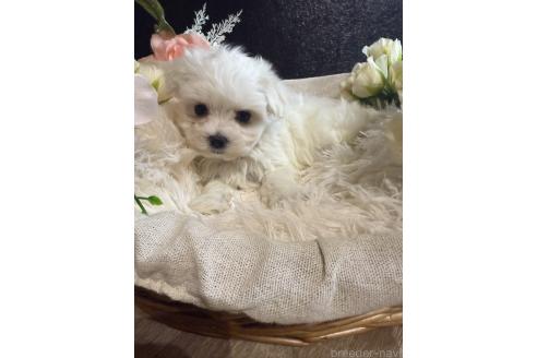販売中の岐阜県のマルチーズ-392796の6枚目