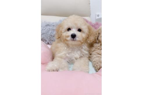 販売中の岡山県のタイニープードル-385637の3枚目