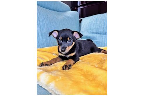 販売中の岡山県のミックス犬-392801の7枚目