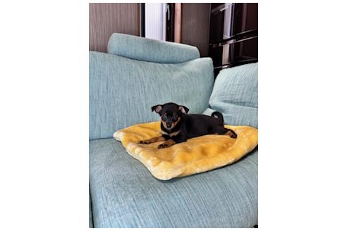 販売中の岡山県のミックス犬-392801の4枚目