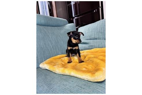 販売中の岡山県のミックス犬-392801の3枚目