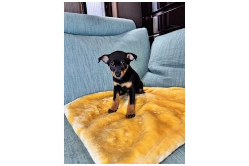 販売中の岡山県のミックス犬-392801の2枚目