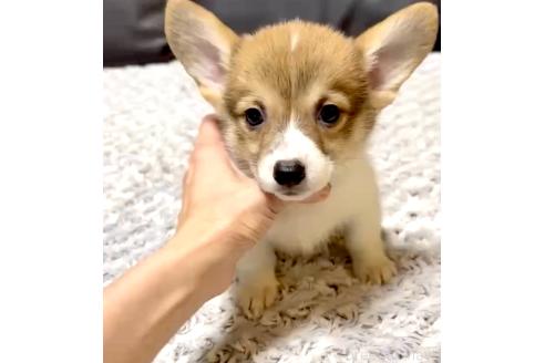 販売中の奈良県のウェルシュコーギーペンブローク-392401の1枚目