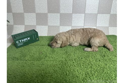 販売中の奈良県のスタンダードプードル-392808の3枚目