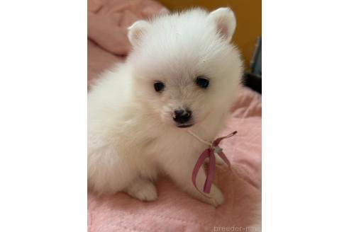 成約済の静岡県の日本スピッツ-393035の5枚目