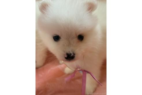 成約済の静岡県の日本スピッツ-393035の4枚目