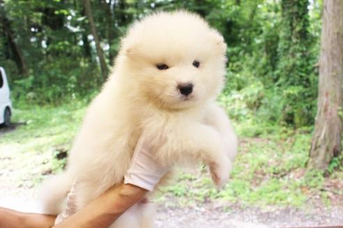 販売中の栃木県のサモエド-393052の5枚目