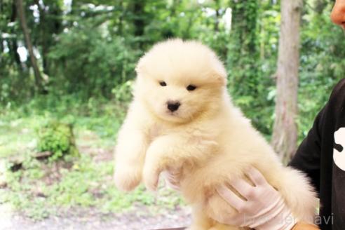 販売中の栃木県のサモエド-393052の4枚目