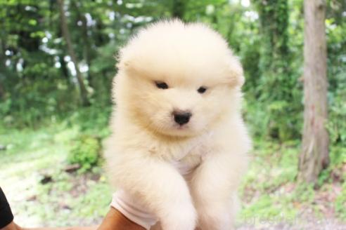 販売中の栃木県のサモエド-393052の3枚目