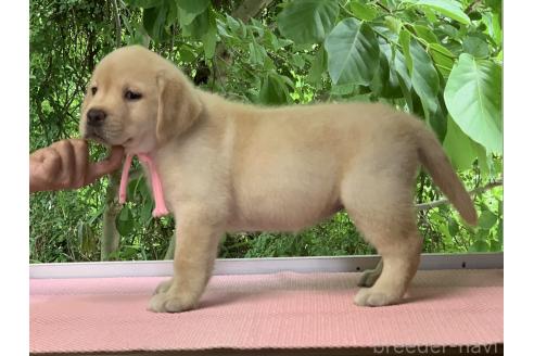 販売中の三重県のラブラドールレトリーバー-393054の3枚目