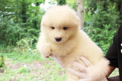 販売中の栃木県のサモエド-393056の4枚目