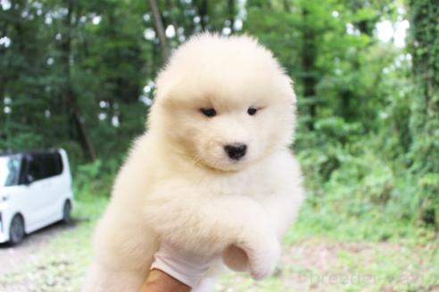 販売中の栃木県のサモエド-393056の2枚目