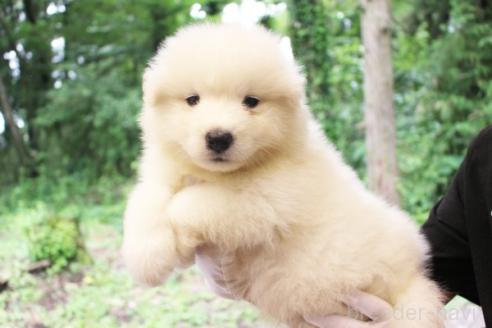 販売中の栃木県のサモエド-393058の4枚目