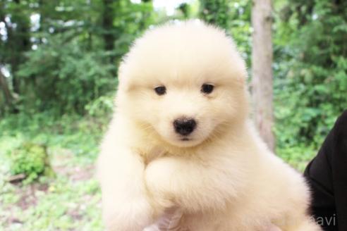 販売中の栃木県のサモエド-393058の3枚目