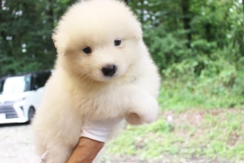 販売中の栃木県のサモエド-393058の2枚目