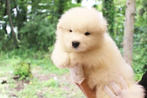 販売中の栃木県のサモエド-393061の5枚目