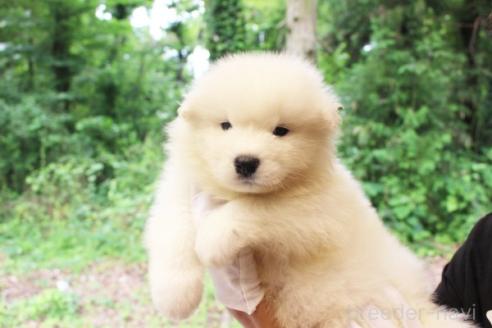 販売中の栃木県のサモエド-393061の4枚目