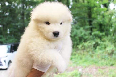 販売中の栃木県のサモエド-393061の3枚目