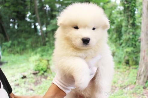 販売中の栃木県のサモエド-393061の2枚目
