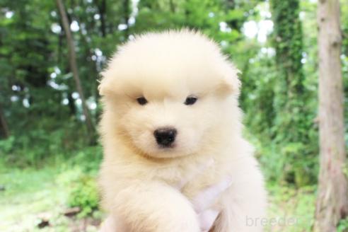 販売中の栃木県のサモエド-393061