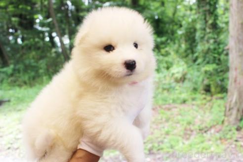 商談中の栃木県のサモエド-393062の5枚目