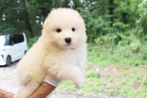 商談中の栃木県のサモエド-393062の3枚目