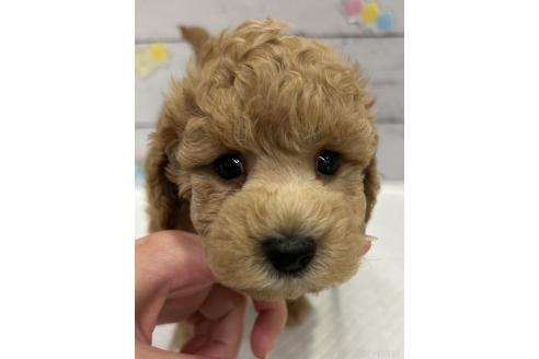 販売中の群馬県のトイプードル-393063の4枚目