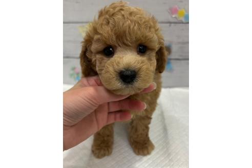 販売中の群馬県のトイプードル-393063の2枚目