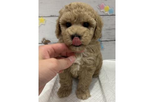販売中の群馬県のトイプードル-393065の4枚目
