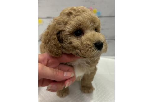 販売中の群馬県のトイプードル-393065の3枚目
