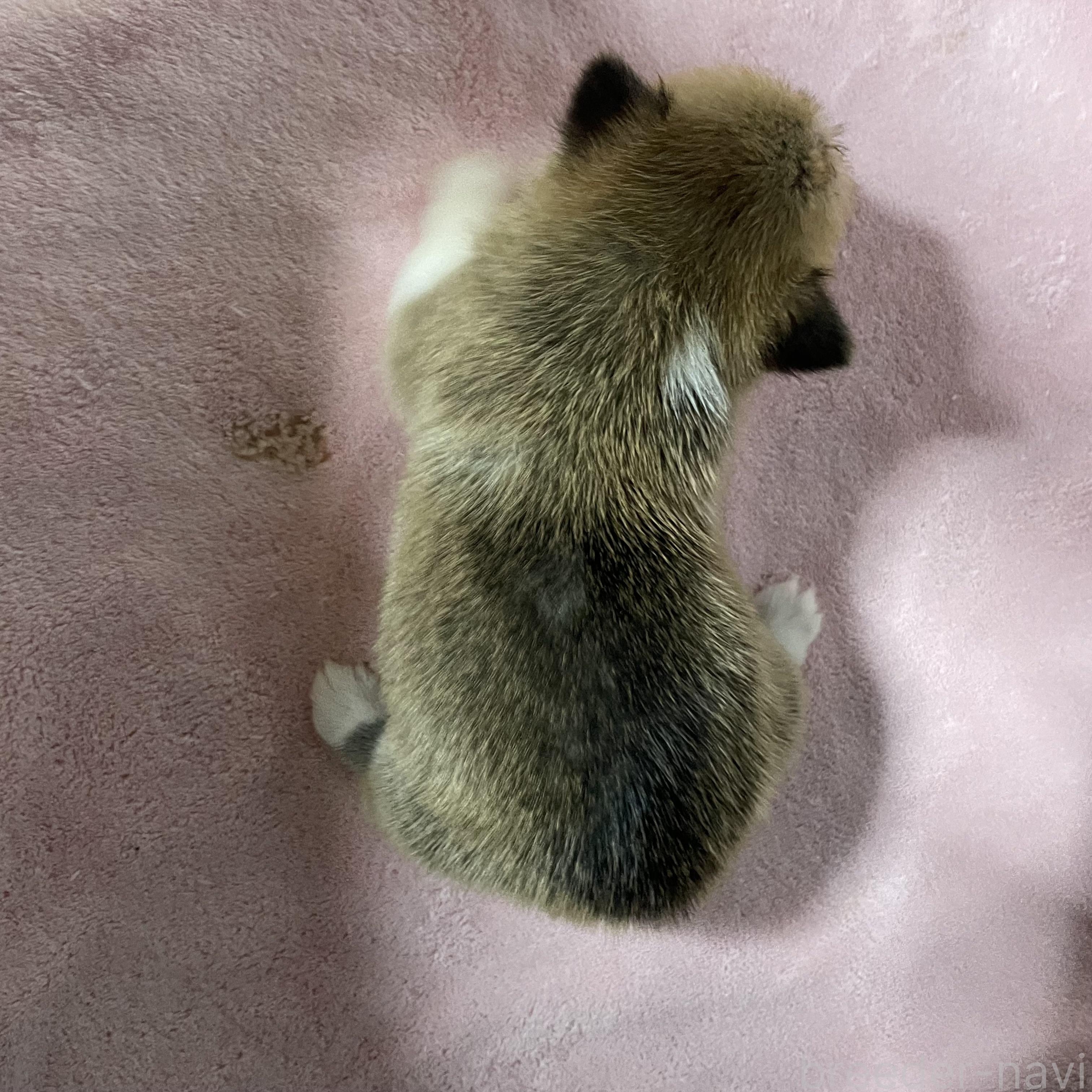 販売中の栃木県のウェルシュコーギーペンブローク-392980の2枚目