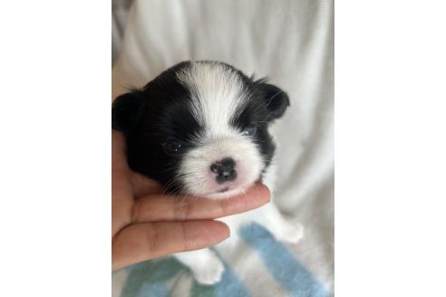 販売中の愛知県のミックス犬-393070の1枚目