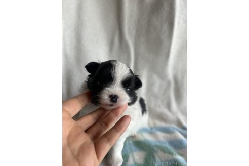販売中の愛知県のミックス犬-393070の3枚目