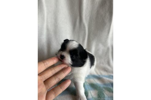 販売中の愛知県のミックス犬-393070の2枚目
