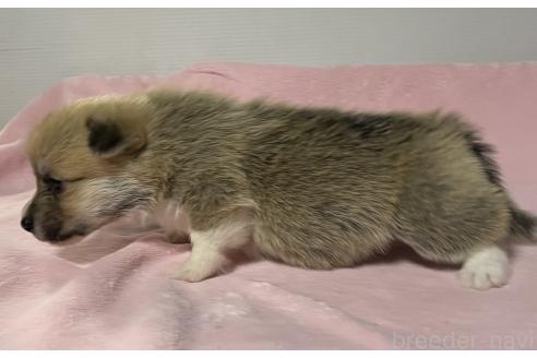 販売中の栃木県のウェルシュコーギーペンブローク-392982の3枚目