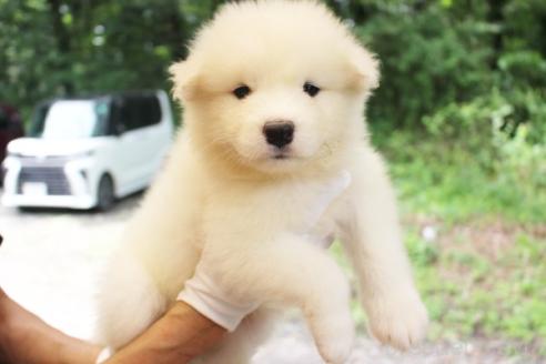 商談中の栃木県のサモエド-393069の2枚目