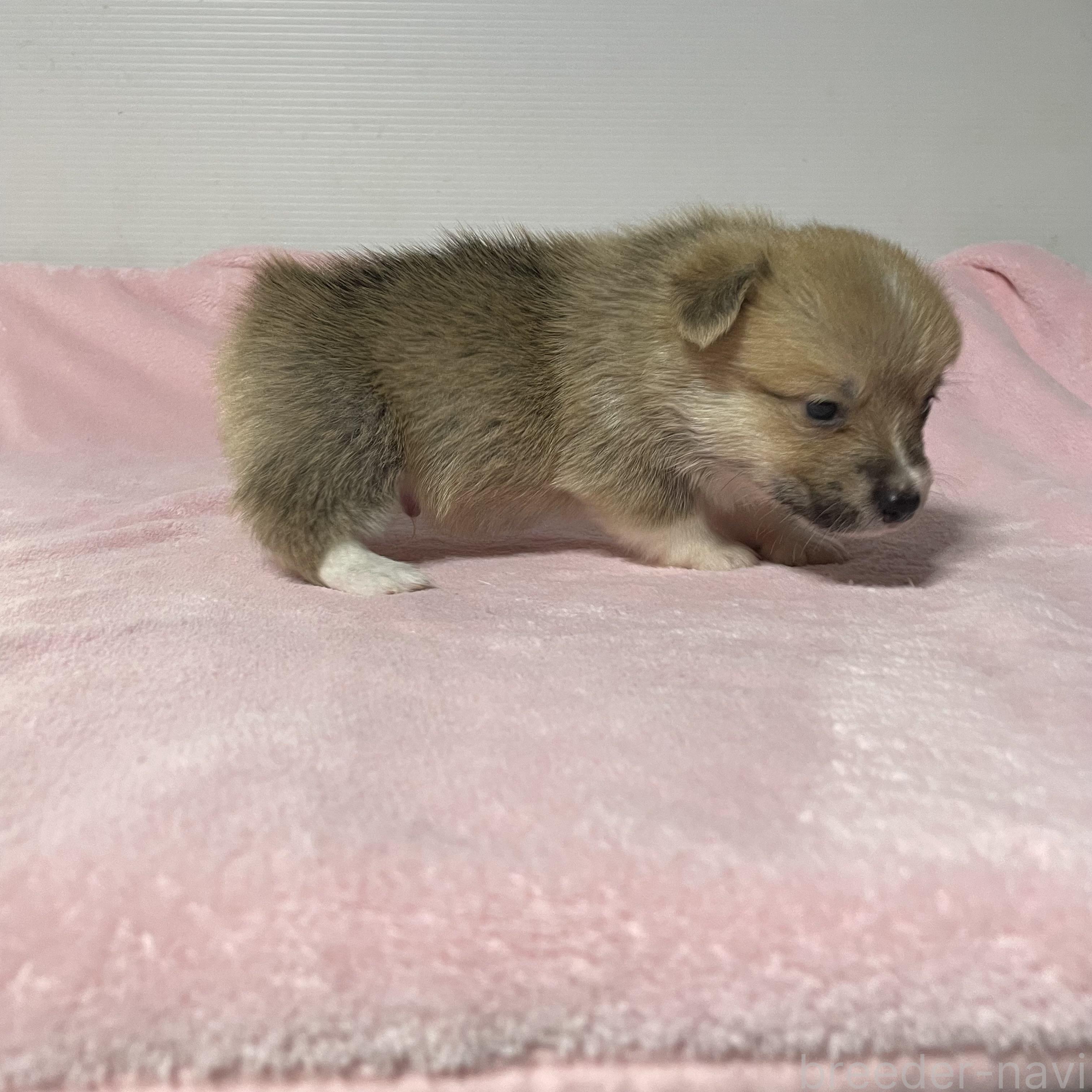 販売中の栃木県のウェルシュコーギーペンブローク-392981の3枚目