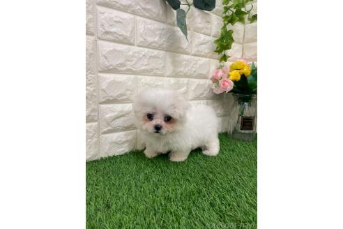 販売中の岡山県のミックス犬-393008の20枚目