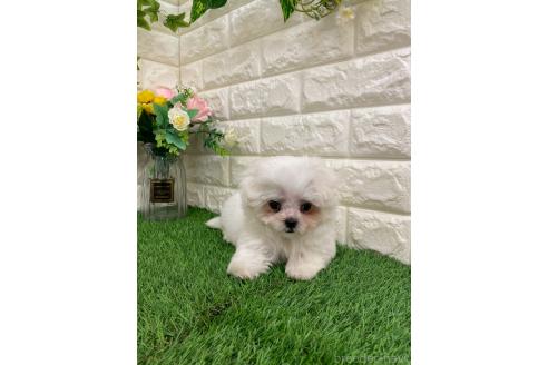 販売中の岡山県のミックス犬-393008の19枚目