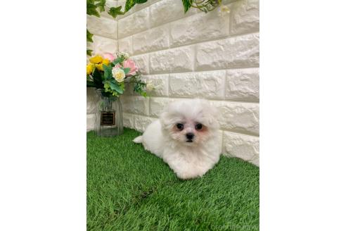販売中の岡山県のミックス犬-393008の18枚目