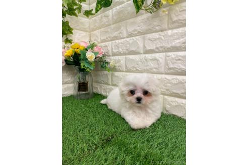 販売中の岡山県のミックス犬-393008の17枚目