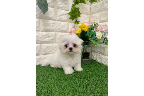 販売中の岡山県のミックス犬-393008の16枚目