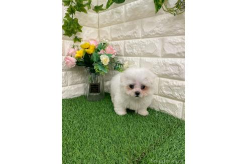 販売中の岡山県のミックス犬-393008の15枚目