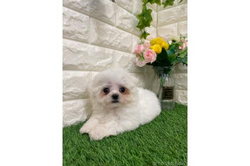 販売中の岡山県のミックス犬-393008の14枚目