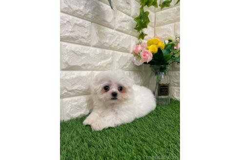 販売中の岡山県のミックス犬-393008の13枚目