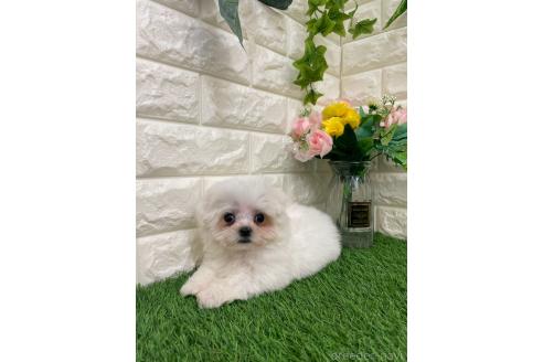 販売中の岡山県のミックス犬-393008の12枚目
